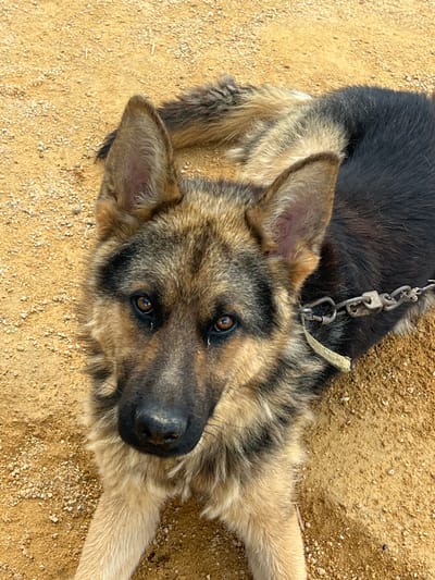 A German Shepherd dog with tan and black fur lies on a sandy ground. The dog is wearing a metal chain collar. The image is a close-up, taken from a high angle, focusing on the dog's face and upper body. The background is out of focus and appears to be a dusty or sandy area, potentially a rural road or yard. There are no people visible in the image.