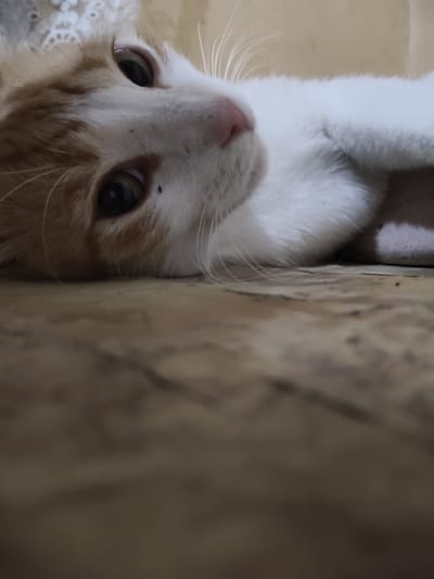 A close-up, low-angle shot focuses on the face of an orange and white cat lying on its side. The cat's eyes, one looking directly at the camera, are dark and alert. Its pink nose is visible, and long white whiskers extend outwards. The cat's fur is soft and appears clean. The background consists of a textured, light-colored surface, possibly a wall or fabric, and a wooden floor with a visible grain pattern. The lighting is soft and indirect. The image does not contain any discernible elements that would indicate its location in Ucrainca, Moldova.