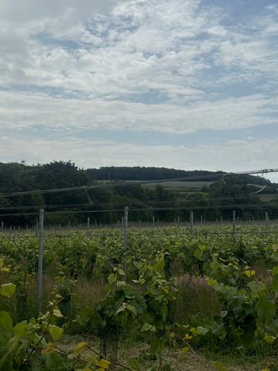The image shows a vineyard with rows of green grapevines stretching into the distance under a cloudy sky. The vines are supported by metal posts and wires. Beyond the vineyard, there is a dense line of trees on a gently sloping hill, with power lines visible in the foreground and middle ground. The environment appears to be rural and agricultural. The image does not contain any people or discernible landmarks that would confirm it is in Canterbury, United Kingdom.