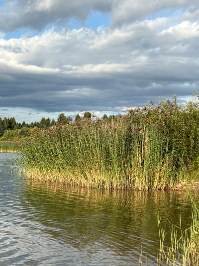 The image depicts a body of water with a dense growth of reeds along its edge. The reeds are tall and green, with some appearing dried and yellowish at the base, indicating the changing season. Behind the reeds, a line of trees forms a backdrop, suggesting a wooded area. The sky above is dramatic, with a mixture of dark, heavy clouds and patches of lighter, brighter clouds, hinting at an overcast or partly cloudy day. The water's surface is rippled, reflecting the colors of the sky and the surrounding vegetation. The scene appears to be in the city of Zamost'e, Russia, suggesting a natural landscape within or on the outskirts of the urban environment. There are no people or animals visible in the image, and no specific actions or interactions are depicted. The focus is on the natural environment, characterized by the water, reeds, trees, and sky.