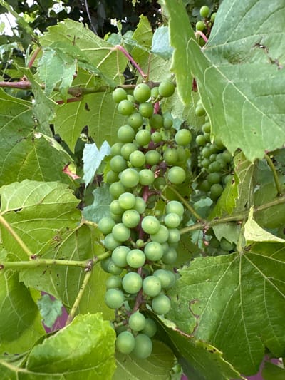 This is a close-up, eye-level shot of unripe green grapes hanging from a vine, interspersed with large, green grape leaves. The scene is set outdoors, amidst a vineyard possibly located in or near Pîrlița, Moldova, given the provided context. The grapes are small and spherical, clustered together on thick, reddish-brown stems. The leaves are broad and textured, with visible veins, some showing minor signs of wear or damage. The lighting suggests a daytime setting, with sunlight filtering through the foliage, creating subtle shadows and highlights. There are no people or animals visible in the frame. The overall impression is one of natural growth and the early stages of fruit development in an agricultural setting.
