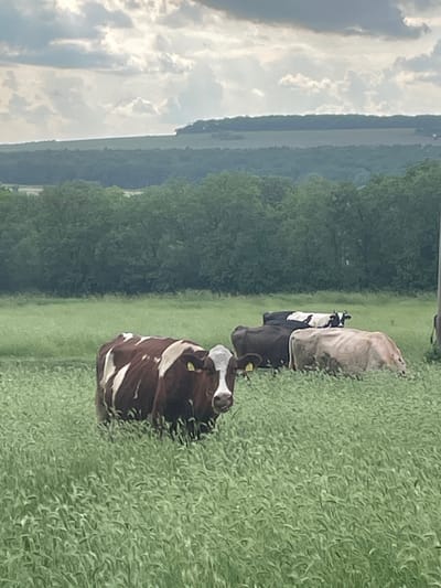 A landscape photograph, likely taken in the countryside near Makariopolsko, Bulgaria, depicts a field of lush green grass where four cows are grazing. The cows are oriented from foreground to background, moving up the frame. The cow in the foreground is brown and white. The other three cows are harder to identify but are different colors. To the left of the field is a dense green forest or treeline. The sky overhead is cloudy.
