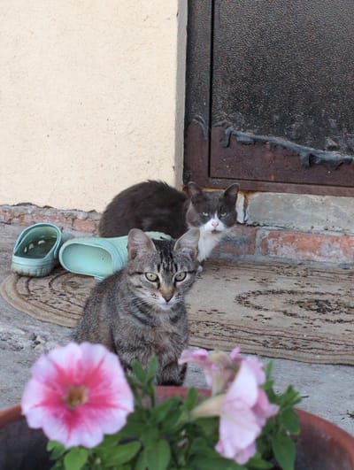 Two cats are resting next to a wall. The cat on the left is gray and white, with green eyes. The cat on the right is tabby, with green eyes. Both cats appear to be relaxed. A pair of light blue slip-on shoes are lying on the ground near the cats. In the background, there are pink flowers in a pot and a textured wall. The scene appears to be outdoors, possibly in a garden or yard. There is no visible text in the image.