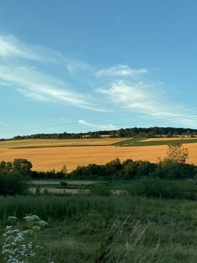 The image depicts a rural landscape in the city of Rohatyn, Ukraine. The scene is dominated by rolling hills covered in golden wheat fields, suggesting a summer harvest. A line of dark green trees forms a boundary between the fields and the sky. The sky itself is a vibrant blue, with thin, wispy white clouds streaking across it. In the foreground, there is a dense area of green foliage, with tall grasses and some white wildflowers. The overall impression is one of a tranquil, agricultural setting under a clear sky.