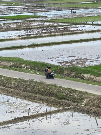 An elevated photograph captures a rural landscape near Mns Asan, Indonesia, primarily consisting of extensive, flooded rice paddies under an overcast sky. A two-lane asphalt road, elevated on an embankment, diagonally bisects the image in the midground.
On this road, three individuals, appearing male, are riding a dark-colored scooter from the left to the right. The driver wears a light-colored shirt, as does the first passenger. The second passenger, positioned at the rear, wears a dark shirt and a blue backpack. The road's edges feature grassy verges with some scattered dry vegetation and debris.
The foreground displays sections of flooded rice paddies with muddy water, containing some rudimentary wooden stakes. Similar rectangular fields of flooded paddies, some with emergent green rice shoots, extend into the background. In the far upper-right background, a single person, identifiable by a red shirt, is operating a small, dark agricultural machine within a flooded paddy. Numerous white birds are distributed across the distant water-filled fields.