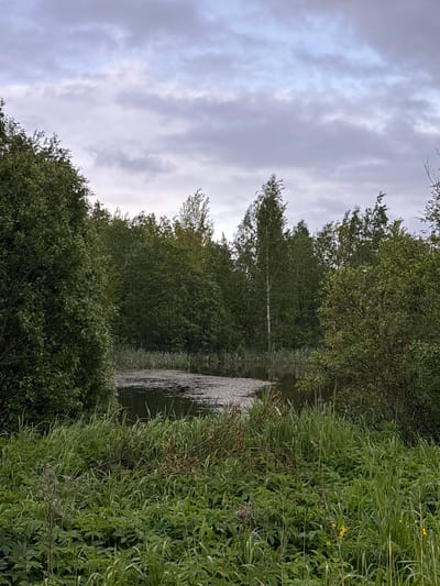The image captures a tranquil scene in Ulyanovka, Russia, featuring a body of water surrounded by lush vegetation. On the left side of the frame, a dense canopy of trees and shrubs lines the water's edge, their green foliage reflecting softly in the water. To the right, tall grasses and wildflowers flourish, adding texture and color to the landscape. The sky above is overcast with layers of grey clouds, casting a muted light over the scene. The overall impression is one of natural beauty and peacefulness.