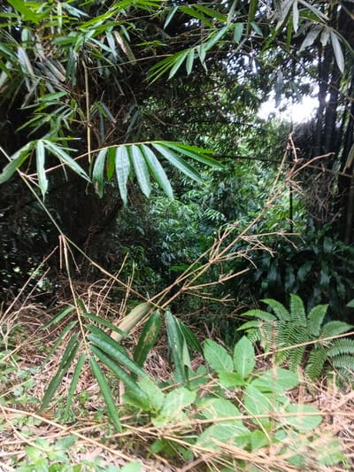 This image presents a dense and lush natural environment, likely a tropical or subtropical forest. The scene is dominated by a variety of green foliage, including prominent bamboo stalks and leaves, and ferns.
In the foreground, an assortment of broad-leafed plants and distinctive fern fronds can be seen, interspersed with dry, fallen plant material and slender branches. Several vibrant green bamboo leaves extend into the frame from the left and center.
The mid-ground and background are characterized by a thick, verdant canopy, with numerous bamboo culms standing tall, particularly on the right side. The overall density of the vegetation creates a feeling of a wild and untamed wilderness. A bright, diffused light source, possibly the sun filtering through the dense leaves, is visible towards the upper right of the image, illuminating parts of the foliage.
The setting appears to be a humid, tropical forest, aligning with the provided location context of Nebilver (Tegal) Admin Centre, Papua New Guinea. There are no people, animals, or man-made objects visible, suggesting a remote or undeveloped area. The time of day is daytime, with natural light prevailing. No text is present in the image.
