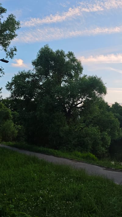 A wide-angle, low-angle shot captures a park path curving through lush green grass with small white wildflowers. To the right of the path, a dark body of water is visible, bordered by dense foliage. Dominating the center of the frame is a large, mature tree with a full, leafy canopy. In the background, more trees and bushes are visible, creating a sense of depth. The sky above is a soft blue, streaked with wispy white and pink clouds, suggesting either dawn or dusk. A single street lamp is partially visible in the upper left corner of the image. The scene depicts a peaceful natural setting within a park, likely in Щапово, Russia, during a transitional time of day.