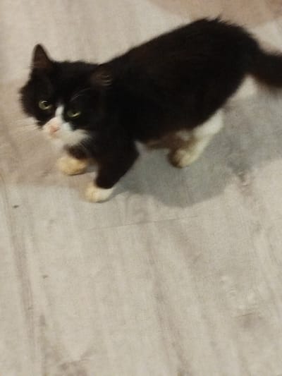 A black and white cat with yellow eyes is standing on a light-colored, textured floor. The cat has white paws and a white chest and muzzle. The background is out of focus, but appears to be a neutral-toned surface with subtle linear patterns, possibly a floor or a low wall. The lighting is dim, casting a shadow of the cat to its right. This image was taken in Yelizavetinskaya, Russia.