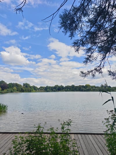 A serene natural scene unfolds with a wide expanse of calm water, reflecting the bright blue sky dotted with fluffy white clouds. A wooden dock extends into the foreground, bordered by lush green plants, some with delicate pinkish-white flowers. The far bank of the lake is lined with a dense, verdant treeline, suggesting a park or natural reserve. In the middle distance, a dark, small object, possibly a duck, is visible on the water's surface. Above, the dark silhouette of pine branches frames the sky, adding a touch of depth to the composition. The overall impression is one of peaceful tranquility. The location is the Moerputtenbrug in 's-Hertogenbosch, Netherlands.