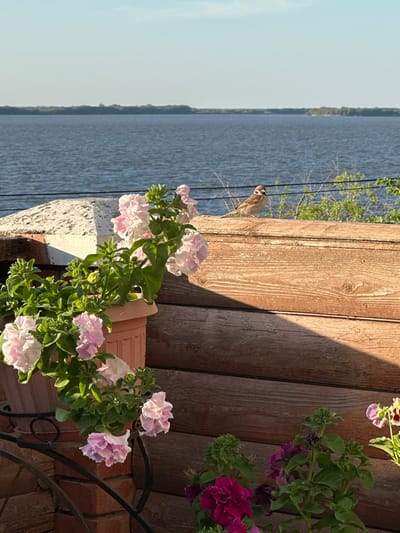 The image shows a close-up view of petunia flowers in bloom, set against a backdrop of wooden planks and a body of water. The flowers are predominantly light pink with some darker pink accents, and their delicate petals are illuminated by sunlight. A small bird, possibly a sparrow, is perched on a wire in the background, its feathers ruffled by a gentle breeze. The scene appears to be outdoors, perhaps on a balcony or patio overlooking a lake or river. The warm sunlight suggests it is daytime, likely late afternoon or early evening, given the long shadows cast by the wooden structure. The overall mood is peaceful and serene, evoking a sense of natural beauty and tranquility. The image is composed vertically, with the flowers occupying the foreground and the water and wooden planks stretching into the background. There is no visible text in the image.