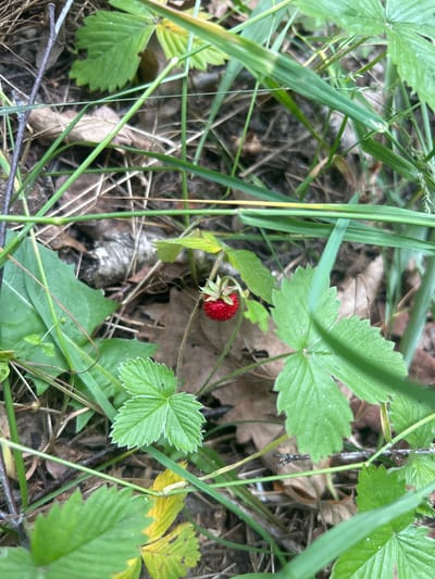 A single, ripe wild strawberry, bright red and dotted with seeds, hangs from a thin stem. It is surrounded by vibrant green strawberry leaves, some serrated at the edges, and interspersed with dry, fallen leaves and thin blades of grass. The ground beneath is a mix of soil, decomposing organic matter, and twigs. The scene is set in the natural environment of Гудзевіцкі сельскі Савет, Belarus, suggesting a wild or semi-wild area where such berries are found. No people are visible.