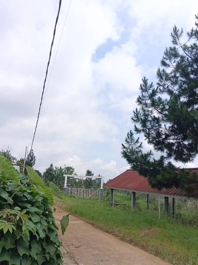 This image depicts an outdoor, rural or semi-rural scene in Man Gyat, Myanmar, under a bright, partially cloudy sky. A narrow, light-colored concrete path, approximately 1.5 meters wide, originates from the lower center of the frame and recedes into the mid-distance, curving slightly to the left.
To the immediate left foreground, dense, broad-leaved green foliage, possibly taro or similar plants, occupies the lower quarter of the image, partially obscuring the view beyond. The path is bordered on both sides by unkempt green grass and scattered weeds.
On the right side of the path, an open-sided shelter or shed is visible. It features a reddish-brown corrugated metal roof with a moderate pitch, supported by multiple dark grey square pillars. The ground beneath the shelter is grassy. A coniferous tree with dark green needles extends into the frame from the upper right, partially obscuring the shelter's roof.
In the mid-distance, to the left of the path, a white, gate-like structure or archway, possibly constructed from concrete or painted metal, stands upright with visible horizontal crossbars. Beyond this structure, a mix of green trees and shrubs, including what appears to be banana trees, is present.
An overhead utility wire or cable runs diagonally from the upper left corner of the frame towards the mid-left. The sky occupies the upper half of the image, displaying a light blue hue with numerous scattered white cumulus clouds. No individuals, animals, or active interactions are observed within the scene.
