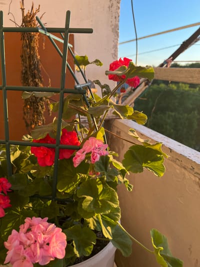 The image depicts a close-up view of potted geraniums on a balcony in the city of Khor, Russia. The flowers are in various stages of bloom, with some in vibrant red and others in soft pink hues. They are supported by a green trellis structure. The background shows a balcony railing, a textured wall, and a clear blue sky. The lighting suggests it is either early morning or late afternoon, with warm sunlight illuminating the scene. There are no people visible in the image.