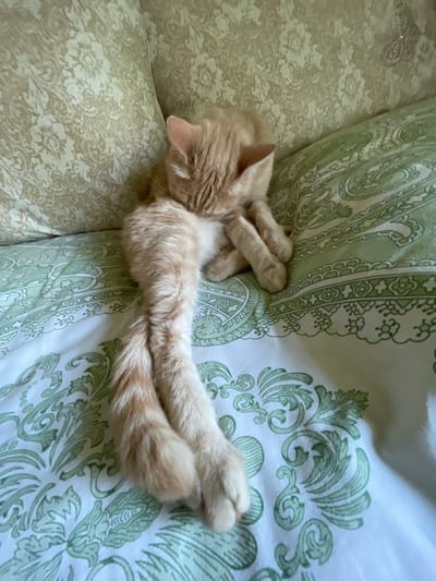 In this close-up, high-angle shot, an orange tabby cat is curled up and sleeping on a patterned surface. The cat's fur is a light orange with darker tabby markings visible on its tail and legs. Its paws are tucked in, and its body is elongated and relaxed. The cat's head is turned away from the camera, with its ear slightly visible.
The cat appears to be resting on a surface with two distinct patterns. To the left, there is a light beige fabric with a faded, intricate floral pattern. To the right, there is a white fabric with a repeating green damask or paisley-like design. The combination of fabrics suggests the cat might be on a sofa or bed with decorative pillows or a throw.
The lighting is soft, indicating it could be daytime, possibly indoors. There are no visible signs of text in the image. The overall mood is peaceful and tranquil, capturing a moment of a domestic animal at rest. The location context is Коротиха, Russia.