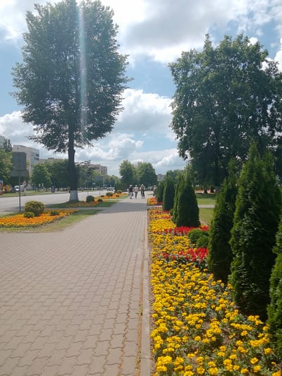 The image depicts a scenic street in Pinsk, Belarus, on a bright, sunny day. The scene is characterized by a paved walkway lined with vibrant flower beds. The flowers are predominantly yellow, with a section of red flowers interspersed, and are bordered by neatly trimmed green bushes and tall, conical evergreen trees.

Beyond the flower beds, a wide street is visible, with cars driving in both directions. On the opposite side of the street, apartment buildings and more trees form the urban backdrop. The sky is a clear blue with fluffy white clouds, suggesting fair weather.

Several people are present in the scene, strolling along the walkway or cycling. Two individuals are seen walking together, and another person is riding a bicycle. The people appear to be enjoying a leisurely day outdoors. The time of day is likely midday or early afternoon, given the bright sunlight and the clear shadows cast. The overall mood of the image is peaceful and pleasant, highlighting a well-maintained urban environment with ample green spaces and floral decorations. No visible text is present in the image.