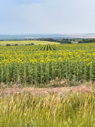 The image depicts a vast field of sunflowers stretching towards the horizon under a pale blue sky. The sunflowers, mostly facing away from the viewer, are arranged in neat rows, creating a striking visual pattern. Their bright yellow petals contrast with the lush green stalks and leaves. In the background, rolling hills and distant fields are visible, suggesting a rural or agricultural landscape. The foreground is filled with tall, dry grasses, some of which are illuminated by sunlight. The overall impression is one of abundance and natural beauty. The location is identified as Rogozhkin, Russia.