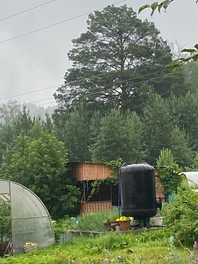 The image depicts a hazy outdoor scene in a rural or suburban area, possibly a dacha or garden plot, with a large conifer tree dominating the upper center against a gray sky. Power lines are visible crisscrossing the sky. In the foreground, there is a semicircular greenhouse on the left. To the right of the greenhouse, a wooden structure with a roof is partially visible, appearing to be a small covered porch or gazebo. A tall, black cylindrical tank stands prominently in front of this structure, with a blue hose connected to it. Several potted plants, some with yellow flowers, are placed near the tank. The ground is covered in green grass and vegetation. The background is filled with dense green trees, with the distant trees appearing somewhat obscured by mist or haze, suggesting damp or overcast weather. The overall impression is one of a quiet, possibly rustic, outdoor setting.