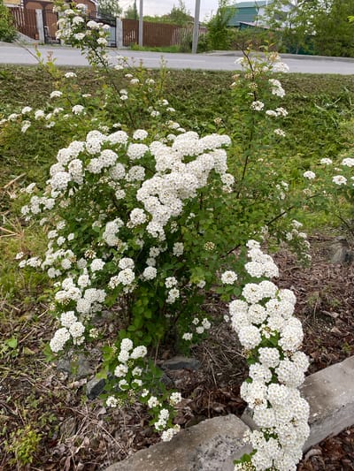 The image shows a bush with white flowers in Knevichi, Russia. The bush is growing next to a road and a sidewalk. There is a building and a fence in the background. The ground around the bush is covered in grass and leaves.