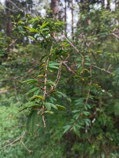 The image presents a close-up, vertical photograph of dense green foliage, consistent with a natural environment in Stueng Saen, Cambodia. The central focus is a slender branch or vine displaying numerous small, pinnately compound leaves, varying in shades of green. Developing buds or young leaflets are visible along the brown-green stems. The background consists of significantly blurred green foliage and indistinct brown tree trunks, indicative of a shallow depth of field which emphasizes the foreground plant material. Natural light illuminates the scene. No human figures, animals, or man-made objects are present or discernible within the frame, and no specific actions or interactions are depicted.
