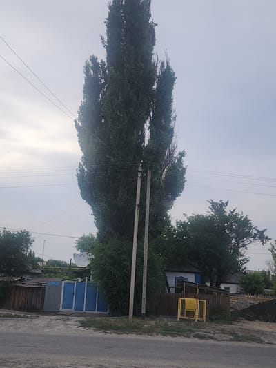 A tall, slender tree dominates the left side of the frame, its dark green foliage dense and reaching upwards. Power lines crisscross the sky above it, supported by a utility pole visible in the mid-ground. To the right of the tree, a fence separates a residential area from a dirt road. Behind the fence, a small wooden structure with a yellow gas pipe and hazard symbol is visible. Further back, a building with a blue door and windows stands amidst lush green trees. The scene appears to be in a rural or suburban setting, possibly Ushtobe, Kazakhstan. The sky is overcast, suggesting it is either early morning or late afternoon, and the weather seems mild. There is no visible activity or people in the frame, creating a tranquil and still atmosphere. The overall impression is one of a quiet, everyday scene in a residential area.