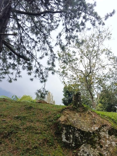 A landscape view features a mossy stone and grassy hill. The sky is overcast. A large pine tree's branches dominate the upper left, while a thinner tree stands to the right. Various plants, including ferns, grow on the hill. Other trees and vegetation can be seen in the background.