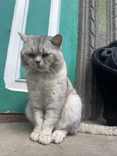 A gray and white tabby cat is lying on a green and white surface, possibly a window sill or ledge. The cat has its eyes closed. Behind the cat is a black bag. The surface the cat is lying on is adjacent to a gray concrete surface. The scene appears to be outdoors. The location is Geamăna, Moldova.