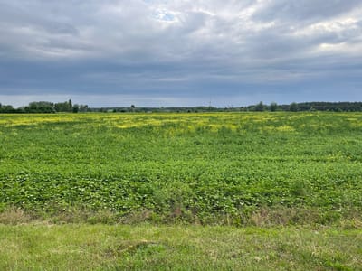 The image displays a wide, open rural landscape in Hrabynivka, Ukraine, under a heavily overcast sky. The primary subject is a vast agricultural field, stretching from the midground towards the distant horizon. The field is predominantly green, filled with lush plants, and interspersed with numerous patches of small yellow flowers, particularly noticeable in the middle and far sections of the field. The plants in the immediate foreground of the field appear denser with broader, dark green leaves.

A narrow strip of neatly mown green grass occupies the bottom edge of the frame, suggesting the edge of a road or a pathway. In the background, a distinct treeline, composed of various deciduous trees, forms a dark green band across the horizon, indicating a forest or wooded area. Above this treeline, on the right side, a tall, slender metallic tower, likely for communications or power, stands prominently against the cloudy sky. A small structure with a green roof is faintly visible near the treeline on the left.

The sky is blanketed by thick, grey clouds, creating a diffused light that suggests an overcast day, possibly hinting at impending rain or just a generally cloudy period. Some lighter patches within the clouds are visible, particularly in the upper central and right areas, where sunlight might be attempting to break through. No human activity or animals are depicted, and there is no visible text in the image. The scene evokes a sense of natural tranquility and rural expanse, characteristic of farmland.