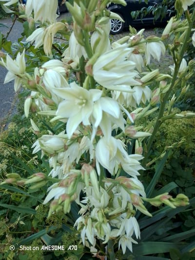The image shows a close-up of a flowering plant with many white, bell-shaped blossoms. The flowers are clustered together on tall stalks, with some buds still closed and others fully open. The petals are elongated and pointed, and the overall impression is one of delicate beauty. Green leaves and stems are visible in the background, along with some other plants that appear to be smaller and less prominent. In the far background, a dark-colored car is partially visible, with its wheel also visible on the right side of the image. The scene appears to be outdoors, likely in a garden or natural setting, given the presence of plants and the car suggesting a roadside or driveway. The lighting suggests it might be daytime, possibly late afternoon or early evening, given the somewhat muted light. The image is a photograph. There is text overlayed in the bottom left corner that reads "Shot on AWESOME A70".