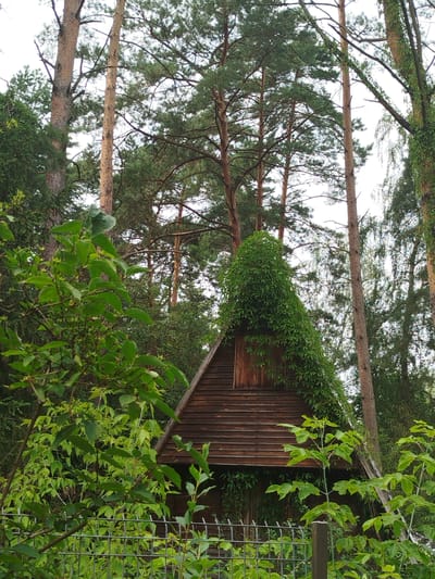 The image shows a wooden building with a triangular roof, overgrown with green vines. The building is surrounded by tall pine trees and lush green foliage, suggesting a forest or heavily wooded area. In the foreground, a metal fence is visible, partially obscured by more greenery. The scene appears to be in a natural setting, possibly a rural area or a park within the city of Topolina, Poland. No people or animals are visible in the image. The lighting suggests it is daytime, with overcast or diffused light filtering through the trees.