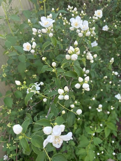A medium shot captures a dense flowering bush with numerous white blossoms and green leaves, set against a blurred background of more foliage. The bush is composed of numerous branches, each adorned with delicate white flowers and tightly closed buds. Some of the flowers are fully open, revealing their simple, star-like structure with yellow centers. Others are in various stages of bloom, from tight buds to partially opened petals. The leaves are a vibrant green, ovate in shape, and provide a lush backdrop to the white flowers. The overall impression is one of abundance and natural beauty. The lighting suggests it is daytime, likely under natural sunlight, but the overcast or diffused light indicates it could be a cloudy day or early morning/late afternoon. There are no people or overt human activity depicted. The scene appears to be in a garden or natural setting, possibly a park or a residential area, given the presence of what might be a wooden fence or structure in the lower left corner, partially visible. There is no visible text within the image. The focus is entirely on the plant life, conveying a sense of tranquility and the quiet beauty of nature. The image evokes a feeling of freshness and the gentle awakening of the blooming season.