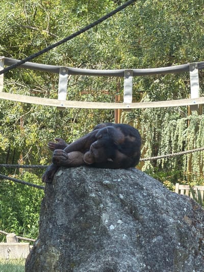 In the city of Saint-Aignan, France, a chimpanzee is captured in a state of repose, lying comfortably atop a large, rough-textured boulder. The chimpanzee's body is curled, with its arms tucked in, and its head resting on its crossed forearms. The animal's fur appears dark, with lighter patches visible on its face and body.

The boulder itself is the central focus in the foreground, its surface weathered and speckled with lighter-colored deposits. Behind the boulder, a lush green environment unfolds. Dense foliage, primarily trees with abundant leaves, forms a vibrant backdrop, suggesting a natural or semi-natural habitat. The scene is illuminated by bright sunlight, casting distinct shadows and highlighting the textures of both the chimpanzee and the rock.

A man-made structure, appearing to be a bridge or walkway, is visible in the middle ground. It consists of thick ropes stretched horizontally, supported by metal poles and wooden beams. This structure, along with more ropes and fencing in the background, indicates the presence of an enclosure or exhibit, likely within a zoo or wildlife park. The overall impression is one of a peaceful moment for the chimpanzee, observed in its carefully constructed environment.