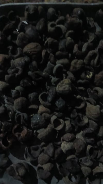 The image shows a close-up of a pile of dark, possibly decaying, organic matter. The shapes suggest that these may be seed pods or fruit husks, possibly from a tree or plant native to the Putucual, Venezuela area. The lighting is dim and the overall texture is rough and textured. No people or actions are visible.