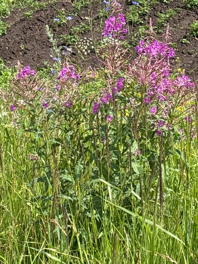 The image depicts a close-up view of a field of fireweed flowers in the village of Novy Kiner, Russia. The tall, pinkish-purple flowers stand out against a background of lush green grass and dark, disturbed soil. The field appears to be on the edge of a cultivated area or construction site, suggested by the bare earth in the upper portion of the frame. Scattered amongst the fireweed are smaller white and blue wildflowers. The lighting suggests it is daytime, with sunlight illuminating the scene. No people or animals are visible.