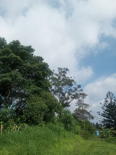 The image displays an outdoor natural landscape in Đăk Pxi, Vietnam, under a partly cloudy sky. The upper half of the frame shows a blue sky with varying densities of white cumulus clouds. The lower half features a sloping terrain covered in green grass and diverse vegetation. On the left, large trees with dense, dark green canopies extend upwards. Towards the center and right, several taller, more slender trees with lighter green foliage are visible, with a prominent dark green coniferous tree on the far right. In the midground, a light blue cylindrical object, consistent with a water tank or drum, is situated amidst the vegetation. Partially obscured by foreground grass on the left are several thin, light-colored vertical stakes. No human figures or discernible human activity are present.