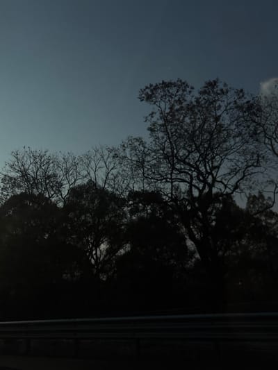 The image displays a static, low-light landscape scene in Tepoztlán, Mexico. A dark, three-bar metallic guardrail extends horizontally across the lower foreground. Above this, a dense treeline of silhouetted deciduous and evergreen trees occupies the middle ground; some trees exhibit bare branches, while others retain sparse foliage. The upper portion of the frame features a dark blue to deep indigo sky, indicative of twilight or early night conditions. A faint, light-colored cloud formation is visible in the upper right quadrant, alongside a singular, dim point of light, consistent with a star or planet. No individuals or explicit actions are depicted.
