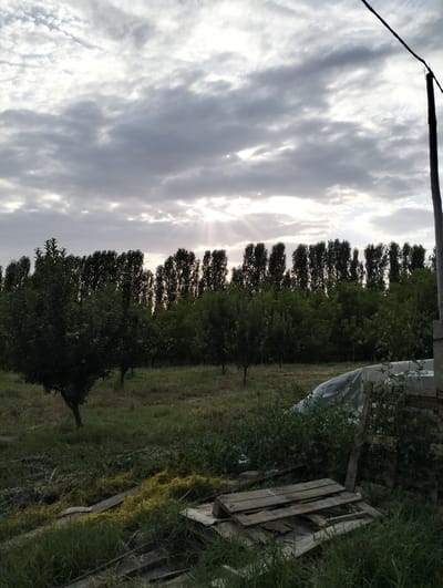 This media file depicts an outdoor scene featuring a grove of trees under a cloudy sky. The trees are arranged in rows, with a line of tall, slender trees forming a dense backdrop, and shorter, bushier trees and saplings in the foreground. The ground is covered in grass and some debris, including wooden pallets and what appears to be yellowing vegetation. In the background, a pole with a wire is visible, suggesting the presence of infrastructure. The sky is dramatic, with heavy clouds partially obscuring the sun, creating rays of light that pierce through the overcast conditions, indicating either sunrise or sunset. The overall mood is somewhat subdued due to the lighting and cloud cover. There are no people or animals visible in the image. The location cues, such as the type of vegetation and the general landscape, combined with the provided location context, suggest a rural or agricultural setting in Aktam (Tashminvody), Uzbekistan.