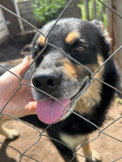 A close-up, eye-level, vertical shot shows a medium-sized dog with black and tan fur behind a wire fence. The dog's snout, dark wet nose, and pink tongue hanging out are prominently featured in the foreground, blurred by the fence's mesh. A human hand with light skin and yellow nail polish is visible on the left side, touching the fence near the dog's head, suggesting interaction. The background is out of focus, showing a dirt ground, some green foliage, and what appears to be a light-colored structure, possibly a building or enclosure, hinting at an outdoor setting like a yard or kennel. The lighting suggests it is daytime with bright sunlight. There is no discernible information about the city of Белозерки, Russia in the image itself.