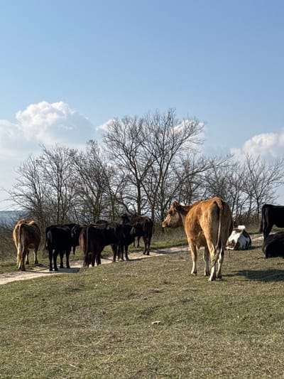 The image depicts a rural outdoor scene, presumed to be in the vicinity of Zdravets, Bulgaria. The foreground consists of dry, patchy green and brown grass on a gentle slope. A light-colored dirt path curves from the mid-left toward the right side of the frame, traversing the grassy area.

Approximately ten to twelve bovines are present. In the immediate foreground, positioned right of center, a light brown cow stands facing right, with its head turned slightly back towards the left, exposing its left flank and rear. Along the dirt path and to the left of the prominent brown cow, a group of eight to ten dark-colored cows, predominantly black or very dark brown, are standing or slowly moving. One light brown cow is partially visible on the far left, facing away from the viewer. On the right side of the frame, a black and white spotted cow is lying down on the grass, partially obscured, next to another dark-colored cow also resting on the ground.

In the mid-ground and background, a dense line of deciduous trees with bare branches extends across the horizon, indicating late autumn, winter, or early spring. The sky above is clear and light blue, with several scattered white cumulus clouds visible, particularly on the left side. The lighting suggests a bright, sunny day, with visible shadows cast by the animals and trees. No human figures or man-made structures are discernible beyond the dirt path.