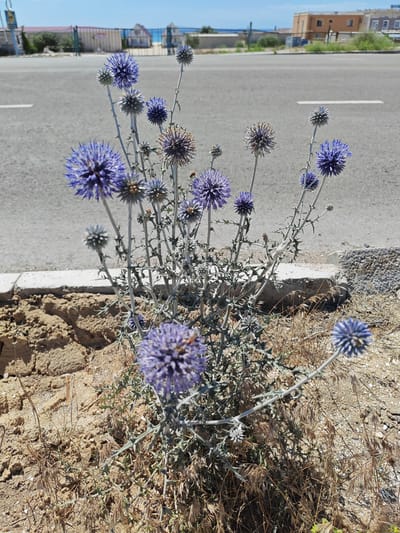 A close-up shot captures a flowering plant with spiky, globe-shaped purple blossoms. The plant's stems are thin and grey, adorned with sharp thorns. In the foreground, the plant grows from dry, sandy soil with some dead grass. Behind the plant, a grey asphalt road with white markings stretches into the distance. Beyond the road, several buildings with terracotta-tiled roofs and light-colored facades are visible, suggesting a coastal or arid environment. The sky is a clear, bright blue, indicating a sunny day. The overall scene evokes a sense of arid, outdoor conditions, possibly a roadside in a warm climate. There are no people or animals clearly visible, and no text is present in the image.