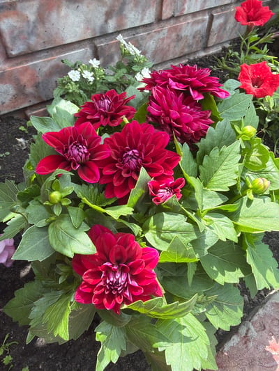 The image shows a close-up, overhead view of several deep pink dahlias and some red petunias blooming in a garden. The dahlias are the primary subjects, with their intricate, layered petals and vibrant color dominating the frame. Several buds are also visible, indicating the plants are still in their flowering season. Small white flowers, possibly alyssum, are scattered among the dahlias, adding a delicate contrast. The plants are set against a backdrop of dark soil and a textured, reddish-brown paved walkway. The lighting suggests it is daytime, with sunlight casting shadows on the leaves and flowers, highlighting their texture and form. The scene appears to be a garden in Velyki Osniaky, Ukraine, with the paved area hinting at a garden path or patio. There are no people or discernible text in the image. The overall impression is one of natural beauty and the vibrant display of summer flowers.
