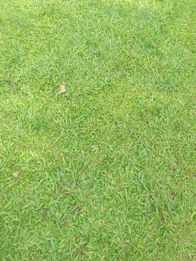 An overhead view captures a dense expanse of green grass, uniformly covering the entire frame. The grass blades exhibit a vibrant green coloration, suggesting a healthy state of vegetation. Scattered upon this verdant surface are several small, desiccated brown leaves; one is located prominently in the upper-left quadrant and another is positioned towards the mid-left. The scene is illuminated by natural daylight, providing consistent, soft light. No individuals, animals, or artificial structures are present within the depicted area. This outdoor environment is located in the city of Đăk Pxi, Vietnam.