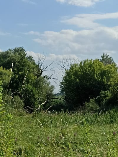 The image captures a lush, green landscape with a focus on dense foliage and a partly cloudy sky. In the foreground, tall grasses and other vegetation dominate, with some scattered dry stalks interspersed. The middle ground is characterized by a thick wall of trees, varying in shades of green and displaying a mix of healthy and bare branches, suggesting a transition between seasons or a natural environment. The sky above is a pale blue, populated by fluffy white clouds that cast subtle shadows. The scene appears to be a natural or semi-natural area, possibly a park, meadow, or forest edge, located in or near Shpaniv, Ukraine. There are no people or discernible human activity depicted in the image; it is a snapshot of a natural outdoor environment.