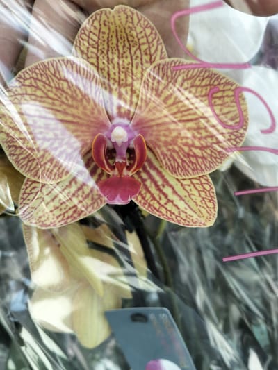 The image is a close-up shot of a Phalaenopsis orchid, likely taken indoors. The orchid has yellow petals with reddish-pink stripes and a pink and white center. It appears to be wrapped in clear plastic, suggesting it might be a potted plant being sold or transported. The background is blurred, but hints of white and pink floral elements, possibly other orchids or packaging, are visible. A hint of a person's hand is visible at the top left of the image, holding the plastic wrap. There is also a small, dark blue tag with some text on it in the lower center of the image, though the text is largely illegible. Two thin, pink decorative elements, possibly part of the packaging or a tag, are also visible against the orchid's petals. The lighting suggests it is daytime, and there are no clear indications of the weather or a specific outdoor location. The setting appears to be a retail or gift environment, given the presentation of the orchid.