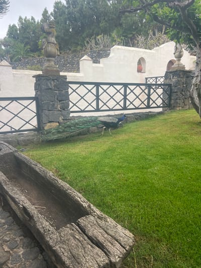 The image depicts a peacock walking on a patch of vibrant green grass next to a stone wall. The peacock's iridescent blue and green plumage is visible, along with its long, elegant tail feathers. Behind the wall, a white building with arched openings can be seen, adorned with a stone sculpture. The scene appears to be set in a garden or courtyard, possibly part of a historical or religious site, given the architectural style and the presence of statues. Trees and other greenery are also visible in the background. The lighting suggests it could be daytime, with overcast skies contributing to a soft, diffused light. The overall atmosphere is serene and natural, with the peacock as the primary focal point. The rustic texture of a wooden trough in the foreground adds to the scene's earthy feel. There is no visible text in the image.