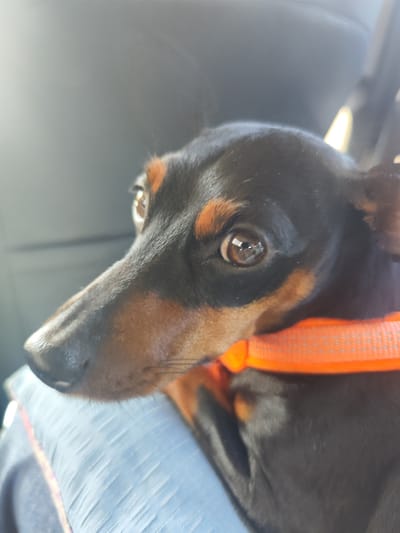The image shows a close-up of a miniature Pinscher dog wearing an orange collar. The dog is black and tan, with large brown eyes. It appears to be sitting in a car, with a dark gray seat behind it. The dog's head is turned to the left, and its expression is alert. The image is taken from a slightly high angle, looking down at the dog. There is no indication of the location being Tutaev, Russia.