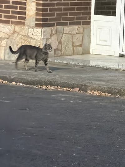 A gray tabby cat walks on a sidewalk in front of a brick building with a stone base and a white door. The sidewalk is next to a paved road with scattered debris. The image is taken in a residential area, possibly in the city of Arcahueja, Spain, judging by the architectural style and materials.