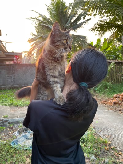 In the city of Tambakreja, Indonesia, a person with dark hair pulled back in a ponytail is holding a tabby cat. The cat, facing to the right, looks toward the setting sun. The background features palm trees, a building with red plants in front of it, and a fence made of bamboo. The ground is covered with grass and a concrete path. The scene appears to be outdoors, likely in a residential area given the house and fencing. The lighting suggests it is late afternoon or early evening.