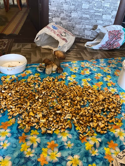 In Ihnatpil, Ukraine, a collection of freshly harvested mushrooms is spread across a vibrant blue tablecloth adorned with floral patterns. The mushrooms, a mix of small yellow chanterelles and larger brown varieties, are piled in the foreground. To the left, a white plastic bucket sits, and behind it, two open plastic bags are visible. The backdrop consists of a textured stone wall and a rug-lined floor. The scene suggests a domestic setting, likely a home where mushrooms are being prepared or sorted.