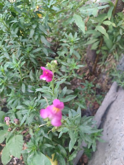 The image depicts a close-up view of pink snapdragon flowers growing amongst lush green foliage. The flowers are out of focus, with one in the foreground and another slightly further back. The surrounding leaves are dense and varied in shape, some elongated and pointed, others more ovular. In the background, a rough, textured gray object, possibly a concrete border or stone, is visible, along with blurred brown organic material on the ground. The scene appears to be an outdoor garden setting within the city of Kulibek, Uzbekistan. There are no people or animals present in the image.